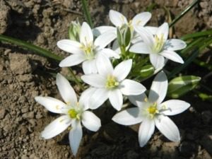 LPEFB art art-star-of-bethlehem