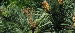 LPEFB Fleurs de Bach Pine