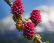 Larch