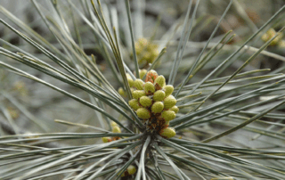 Pine