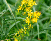 Agrimony