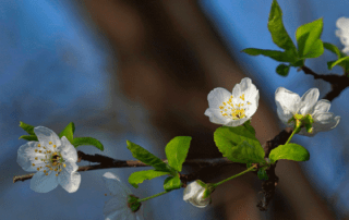 Cherry Plum