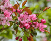 Crab Apple