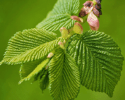 Elm