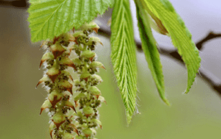 Hornbeam