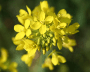 Mustard