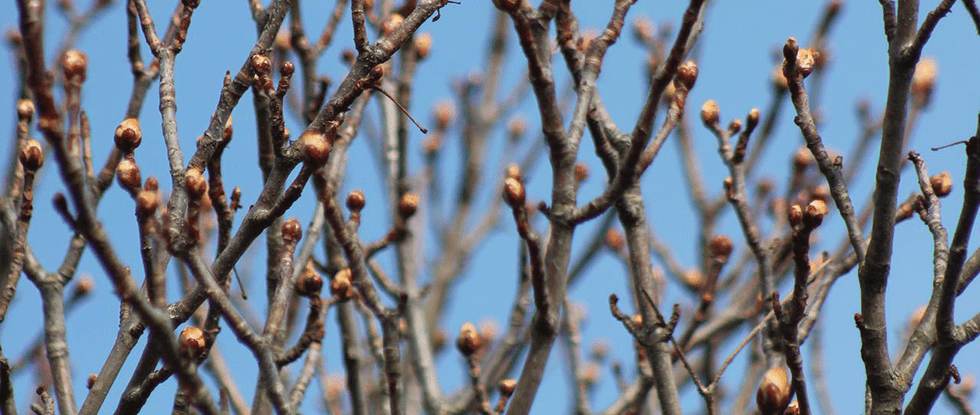 chestnut bud