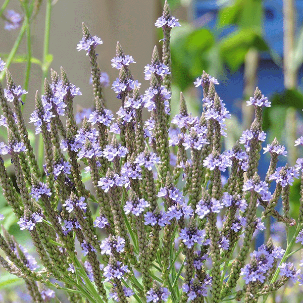 Vervain