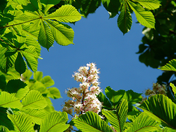 White Chestnut