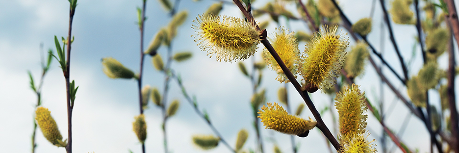 LPEFB Willow