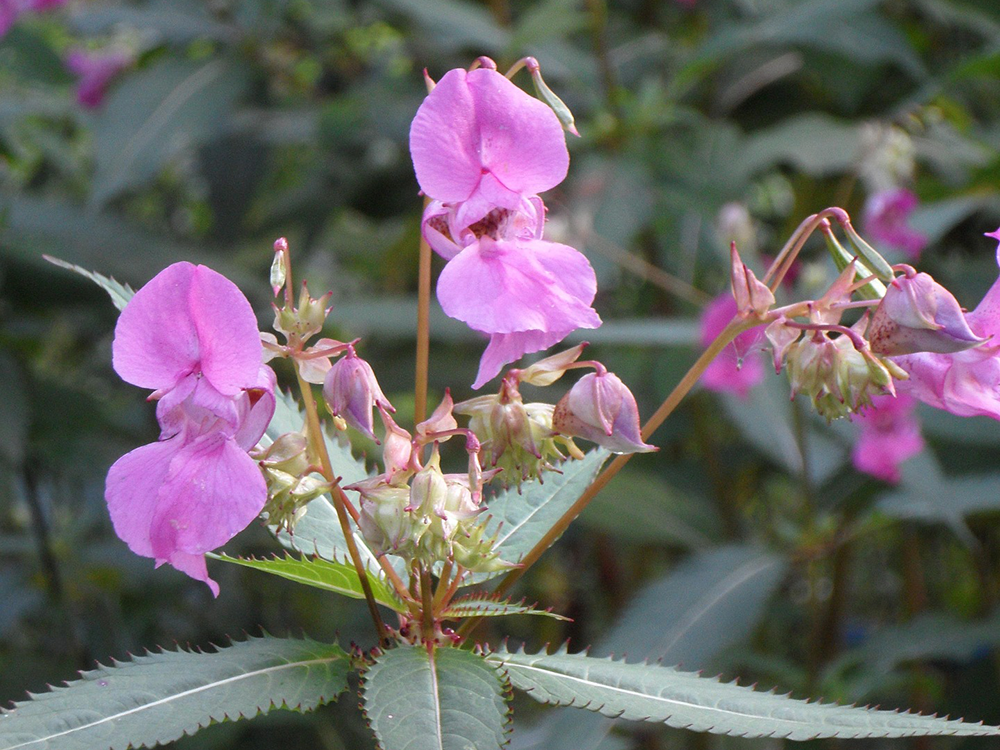 Impatiens Impatiens