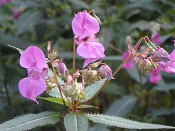 Impatiens Impatiens