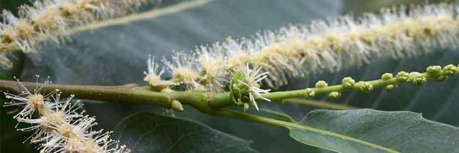 LPEFB Fleurs Sweet Chestnut