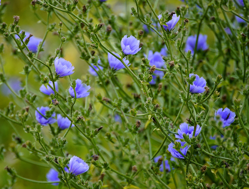 Chicory Chicory