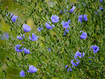 Chicory Chicory