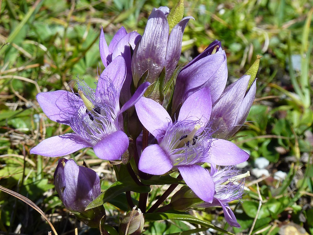 Gentian Gentian