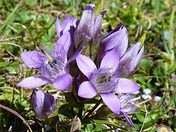 Gentian Gentian