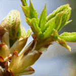 Chestnut Bud