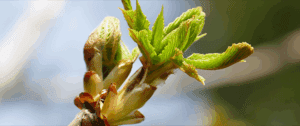 Chestnut Bud