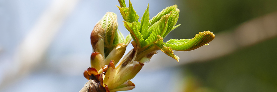 LPEFB Chestnut Bud