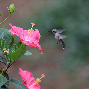Colibri Colibri