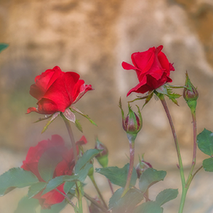 Sentir les fleurs Sentir les fleurs