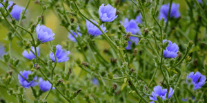 Chicory