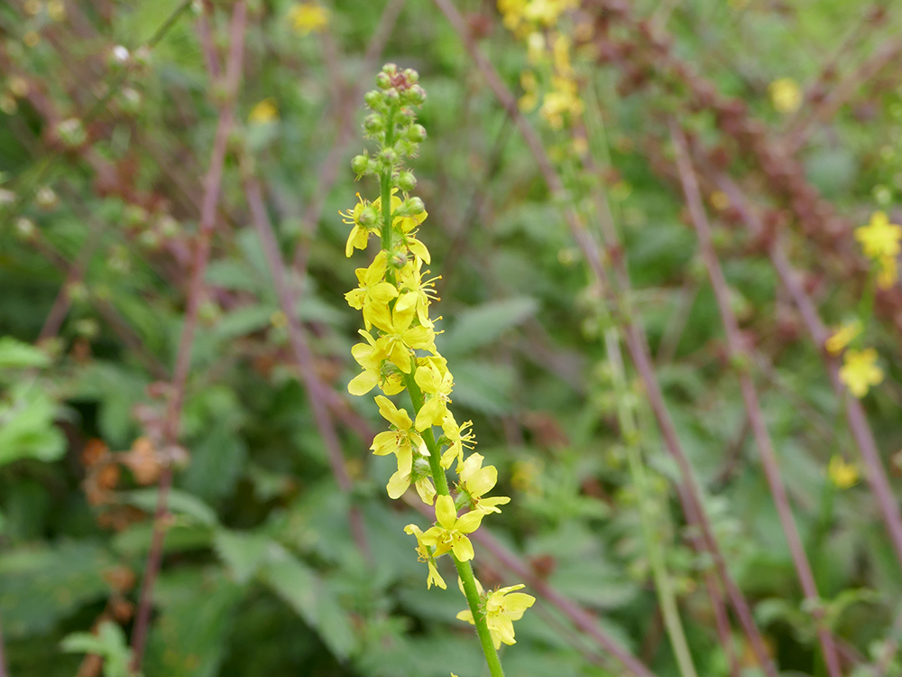 Agrimony Agrimony