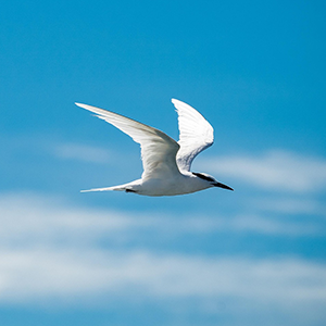 Etre libre Etre libre