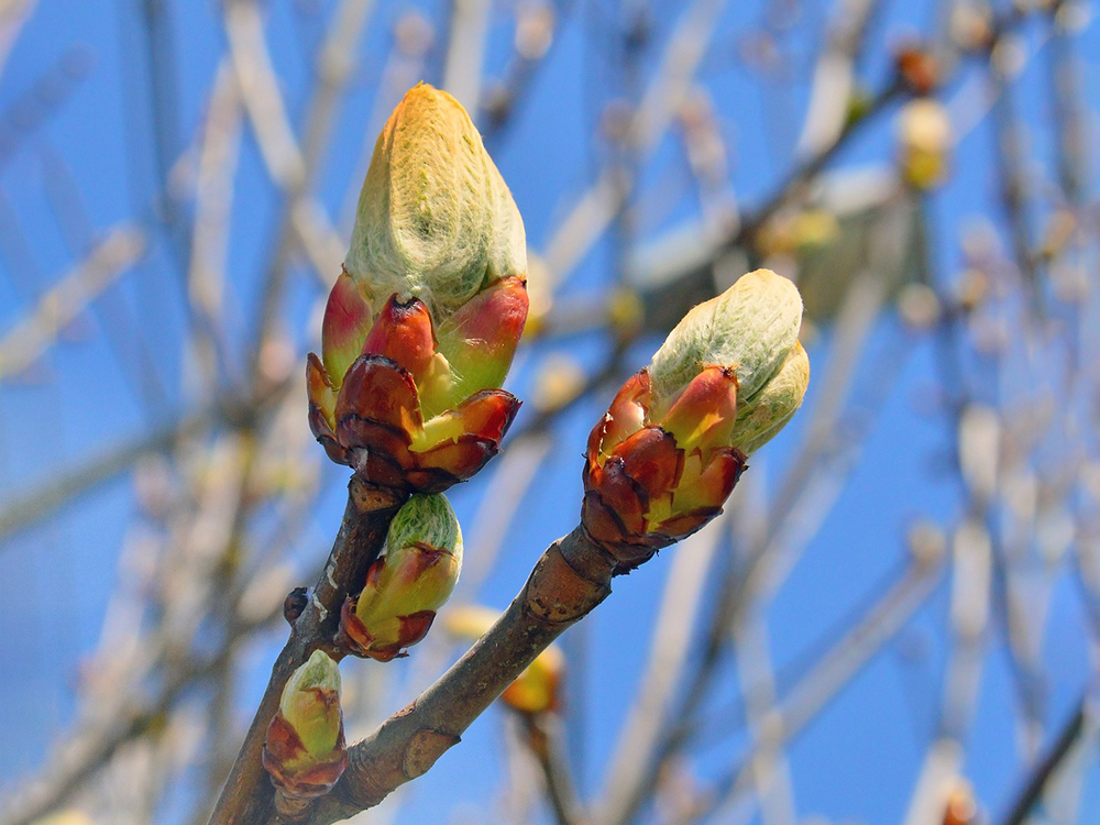 Chestnut Bud