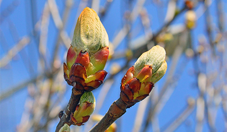 Chestnut Bud