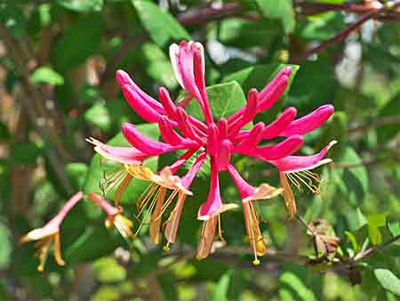 Honeysuckle